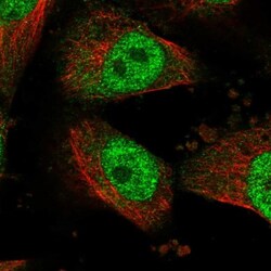 HECTD2 Antibody, Novus Biologicals:Antibodies:Primary Antibodies